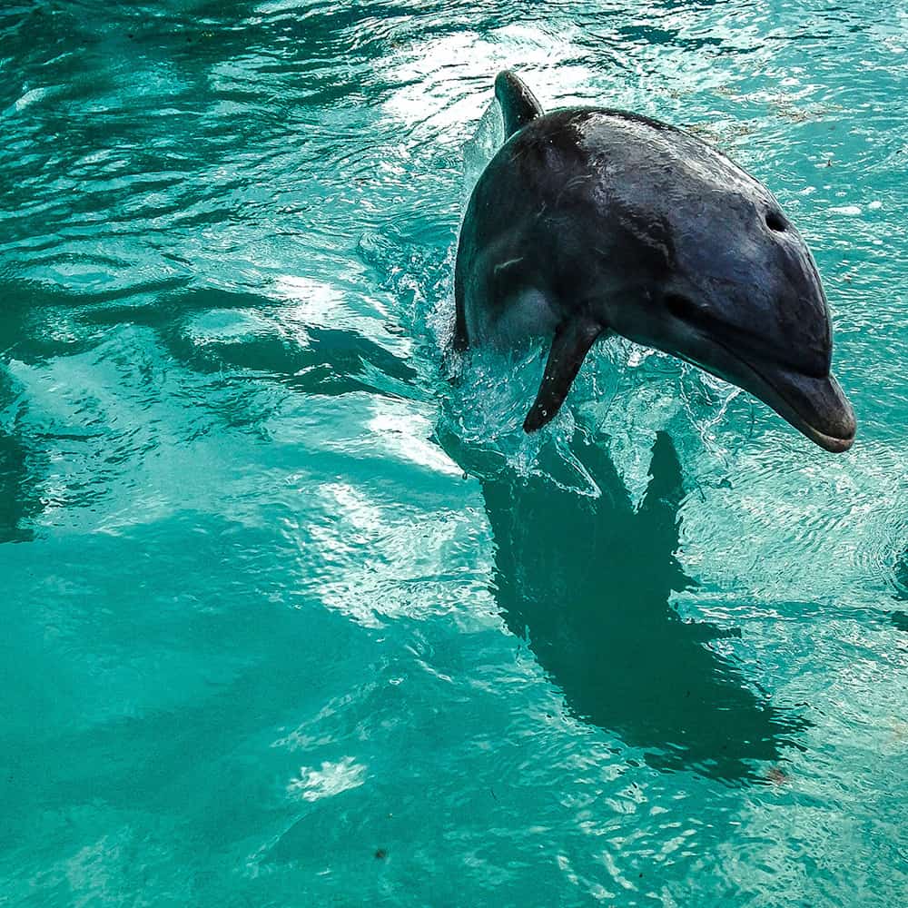 a dolphin jumping out of the ocean.