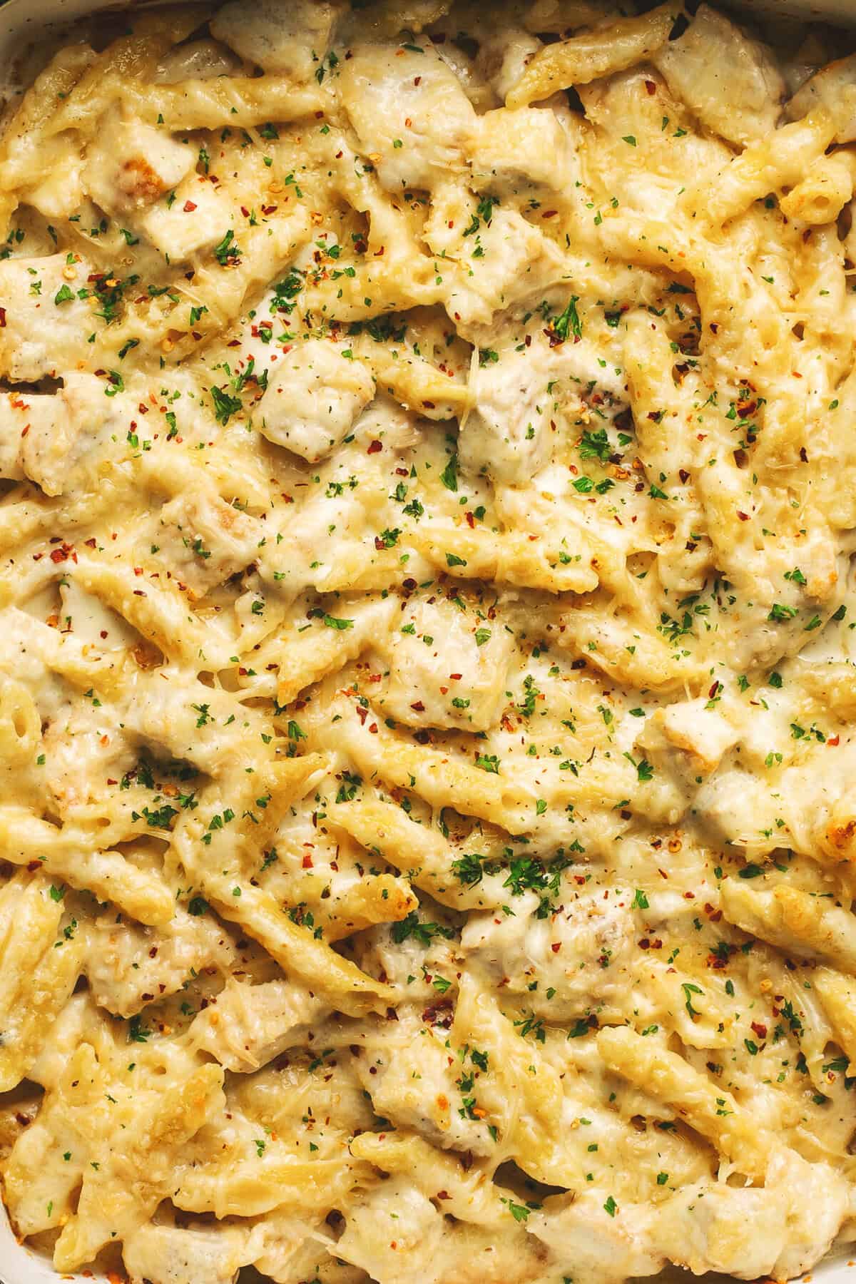 up close photo of cheesy chicken and penne pasta with parsley garnish
