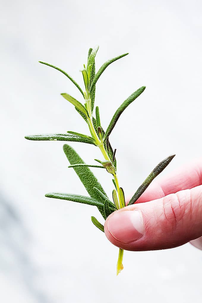 a hand holding rosemary.